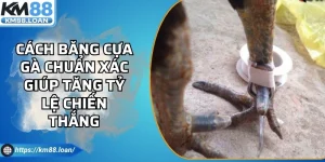 Cách Băng Cựa Gà Chuẩn Xác Giúp Tăng Tỷ Lệ Chiến Thắng