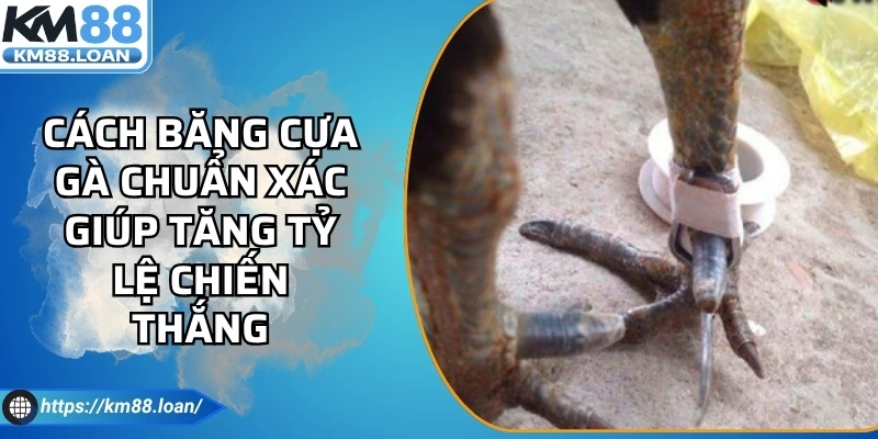 Cách Băng Cựa Gà Chuẩn Xác Giúp Tăng Tỷ Lệ Chiến Thắng