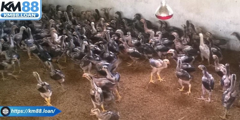 Sự phát triển chịu nhiều tác động