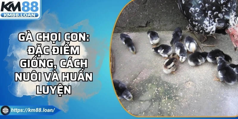 Gà Chọi Con: Đặc Điểm Giống, Cách Nuôi Và Huấn Luyện
