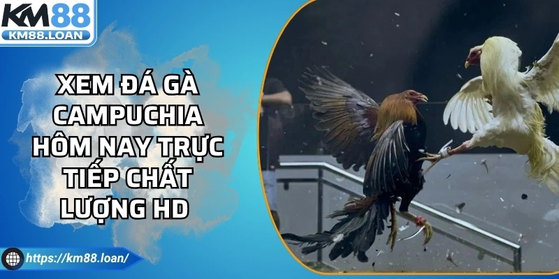 Xem Đá Gà Campuchia Hôm Nay Trực Tiếp Chất Lượng HD